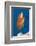 Lyretail Anthias (Pseudanthias Squamipinnis)-Reinhard Dirscherl-Framed Photographic Print