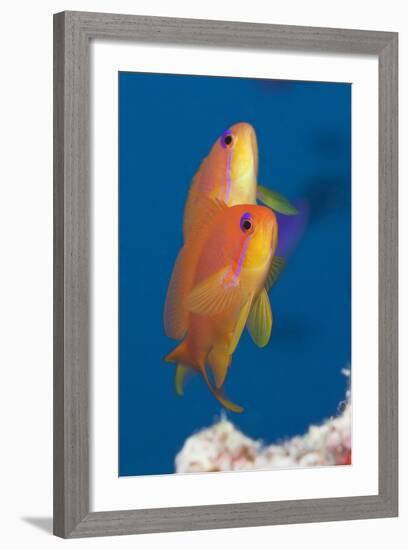 Lyretail Anthias (Pseudanthias Squamipinnis)-Reinhard Dirscherl-Framed Photographic Print