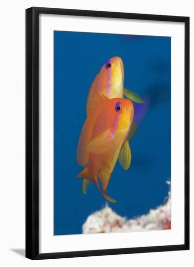 Lyretail Anthias (Pseudanthias Squamipinnis)-Reinhard Dirscherl-Framed Photographic Print