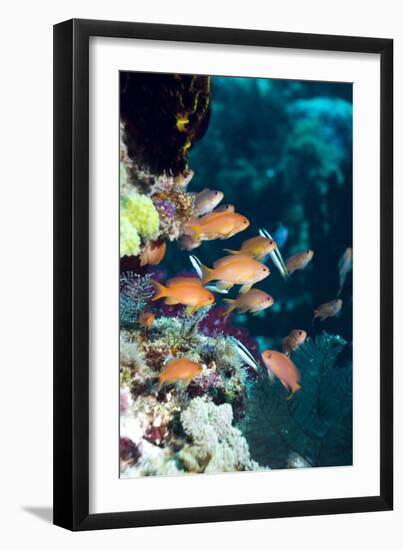 Lyretail Anthias-Georgette Douwma-Framed Photographic Print