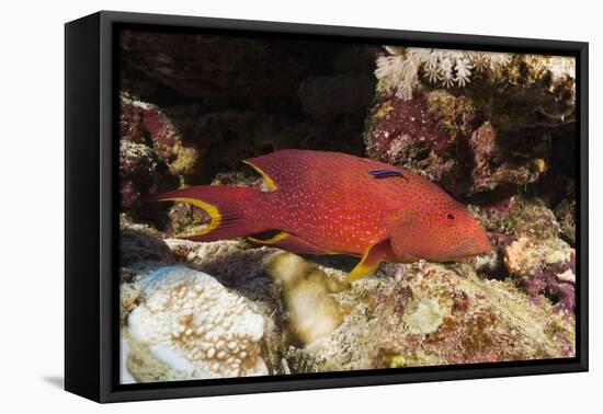 Lyretail Grouper (Variola Louti)-Reinhard Dirscherl-Framed Premier Image Canvas