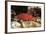 Lyretail Grouper (Variola Louti)-Reinhard Dirscherl-Framed Photographic Print