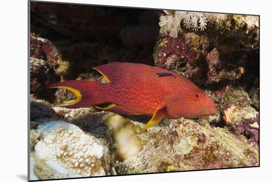 Lyretail Grouper (Variola Louti)-Reinhard Dirscherl-Mounted Photographic Print