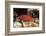 Lyretail Grouper (Variola Louti)-Reinhard Dirscherl-Framed Photographic Print