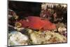 Lyretail Grouper (Variola Louti)-Reinhard Dirscherl-Mounted Photographic Print