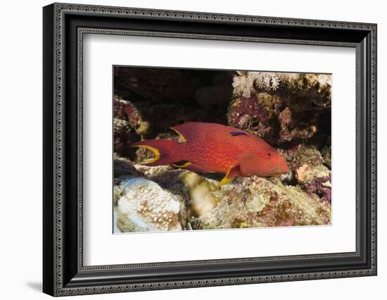 Lyretail Grouper (Variola Louti)-Reinhard Dirscherl-Framed Photographic Print