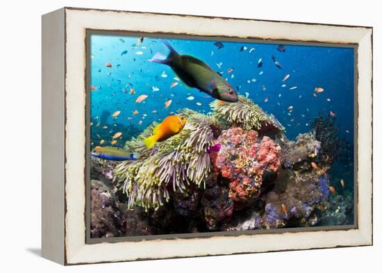 Lyretail Wrasse with Tomato Anemonefish-null-Framed Premier Image Canvas