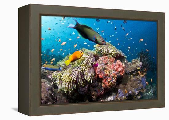 Lyretail Wrasse with Tomato Anemonefish-null-Framed Premier Image Canvas