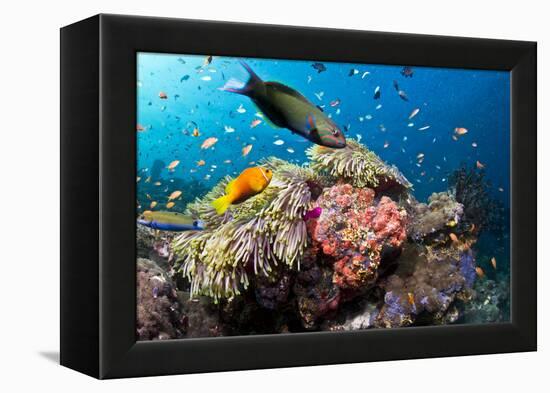 Lyretail Wrasse with Tomato Anemonefish-null-Framed Premier Image Canvas