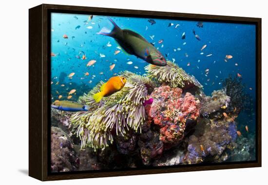 Lyretail Wrasse with Tomato Anemonefish-null-Framed Premier Image Canvas