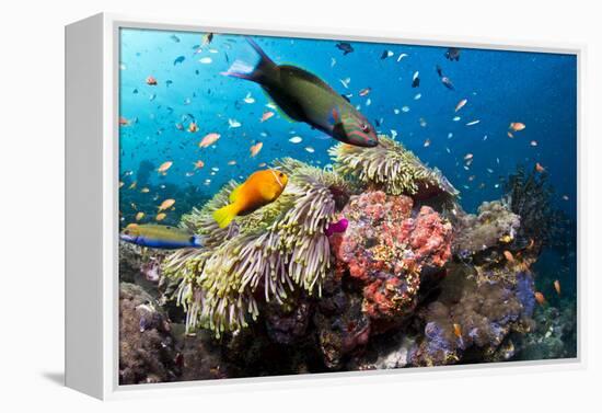 Lyretail Wrasse with Tomato Anemonefish-null-Framed Premier Image Canvas