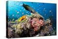 Stretched Canvas Print