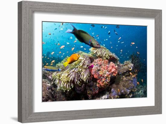 Lyretail Wrasse with Tomato Anemonefish-null-Framed Photographic Print