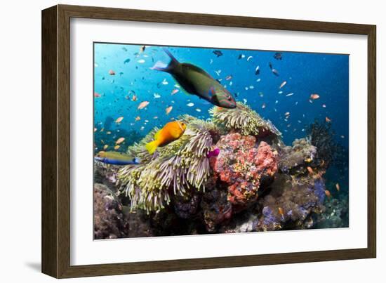 Lyretail Wrasse with Tomato Anemonefish-null-Framed Photographic Print