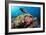 Lyretail Wrasse with Tomato Anemonefish-null-Framed Photographic Print