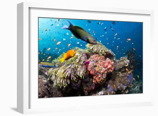 Lyretail Wrasse with Tomato Anemonefish-null-Framed Photographic Print