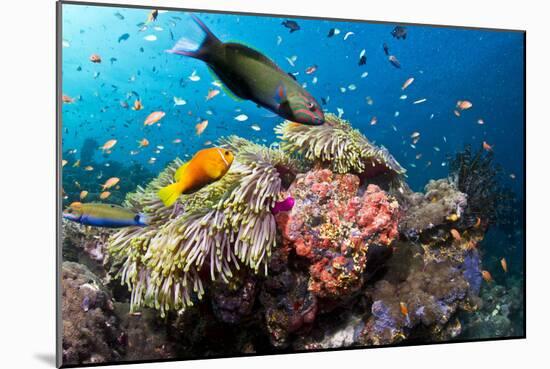 Lyretail Wrasse with Tomato Anemonefish-null-Mounted Photographic Print