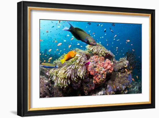 Lyretail Wrasse with Tomato Anemonefish-null-Framed Photographic Print