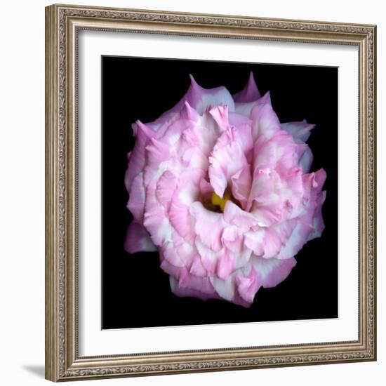 Lysianthus Pink-Magda Indigo-Framed Photographic Print