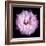 Lysianthus Pink-Magda Indigo-Framed Photographic Print