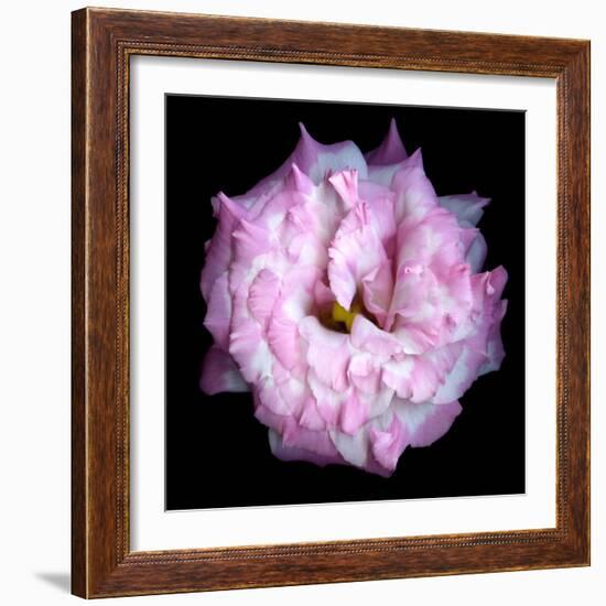 Lysianthus Pink-Magda Indigo-Framed Photographic Print