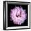 Lysianthus Pink-Magda Indigo-Framed Photographic Print