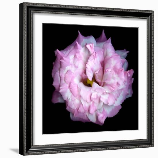 Lysianthus Pink-Magda Indigo-Framed Photographic Print