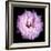 Lysianthus Pink-Magda Indigo-Framed Photographic Print