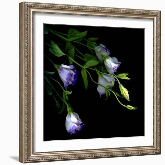 Lysianthus-Art Wolfe-Framed Photographic Print