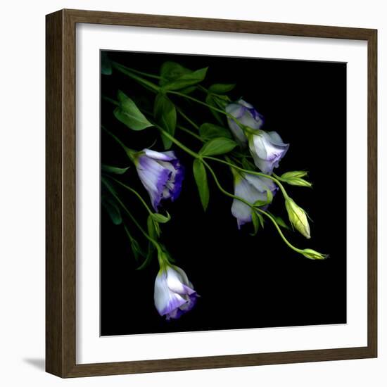 Lysianthus-Art Wolfe-Framed Photographic Print