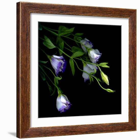 Lysianthus-Art Wolfe-Framed Photographic Print