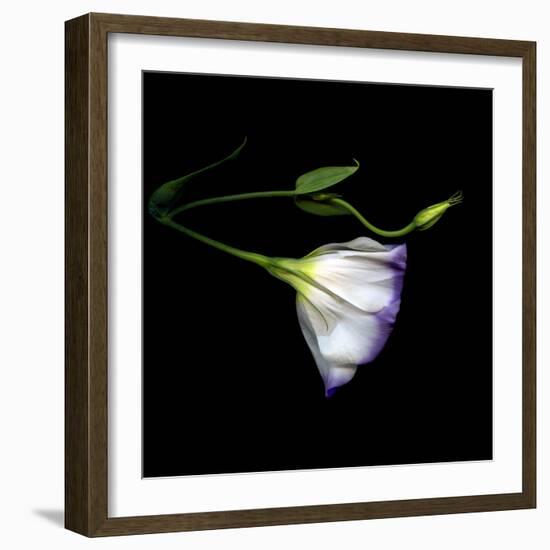 Lysianthus-Magda Indigo-Framed Photographic Print