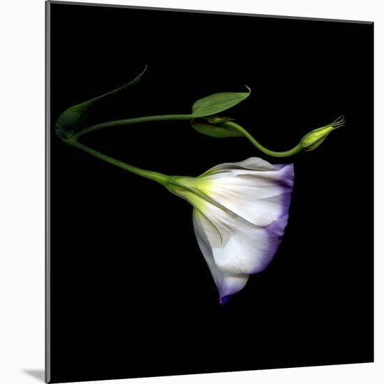 Lysianthus-Magda Indigo-Mounted Photographic Print