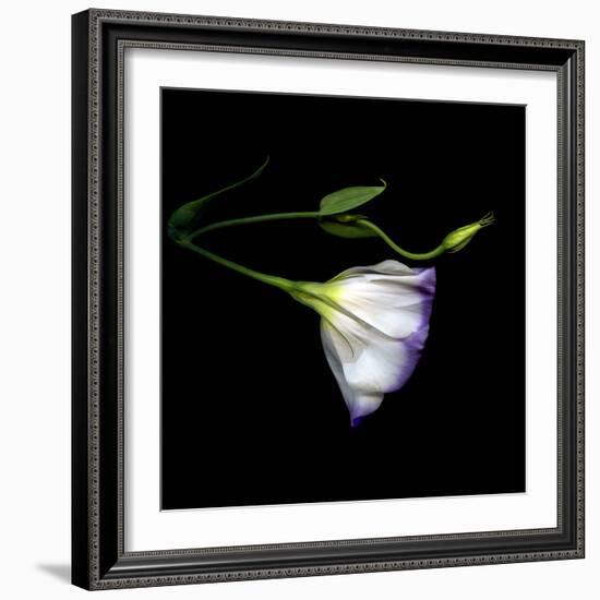 Lysianthus-Magda Indigo-Framed Photographic Print