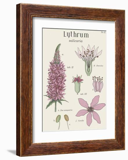 Lythrum-Maria Mendez-Framed Giclee Print