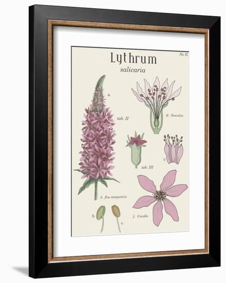 Lythrum-Maria Mendez-Framed Giclee Print