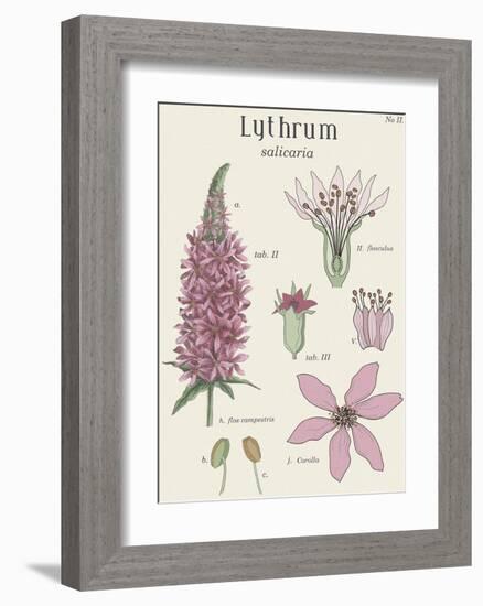 Lythrum-Maria Mendez-Framed Giclee Print