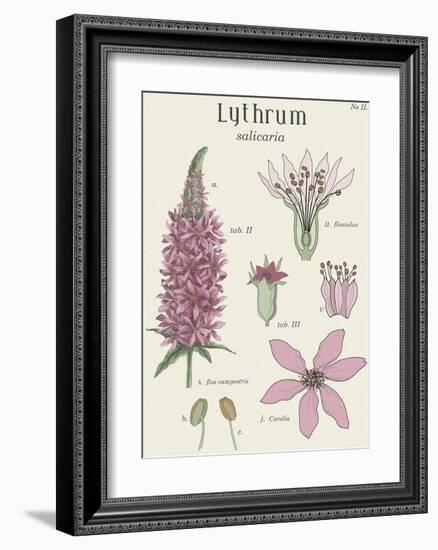 Lythrum-Maria Mendez-Framed Giclee Print