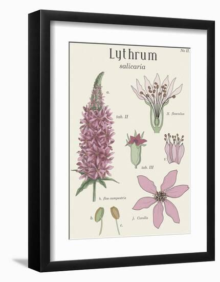 Lythrum-Maria Mendez-Framed Giclee Print