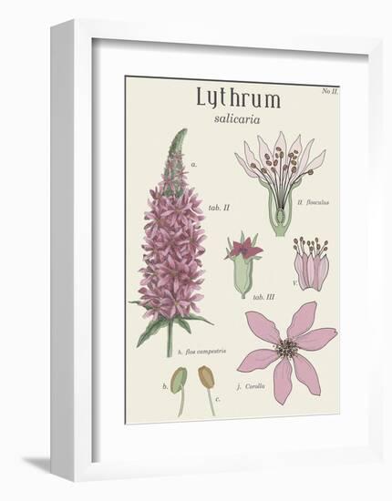 Lythrum-Maria Mendez-Framed Giclee Print