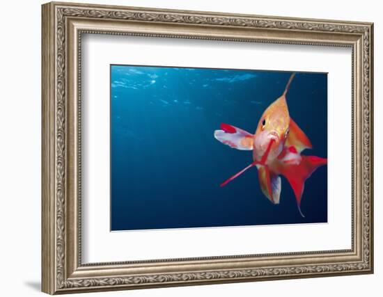 Lytretail Fairy Basslet (Pseudanthias Squamipinnis) Marsa Alam, Red Sea, Egypt-Reinhard Dirscherl-Framed Photographic Print