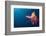 Lytretail Fairy Basslet (Pseudanthias Squamipinnis) Marsa Alam, Red Sea, Egypt-Reinhard Dirscherl-Framed Photographic Print