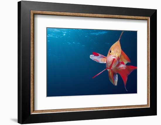 Lytretail Fairy Basslet (Pseudanthias Squamipinnis) Marsa Alam, Red Sea, Egypt-Reinhard Dirscherl-Framed Photographic Print