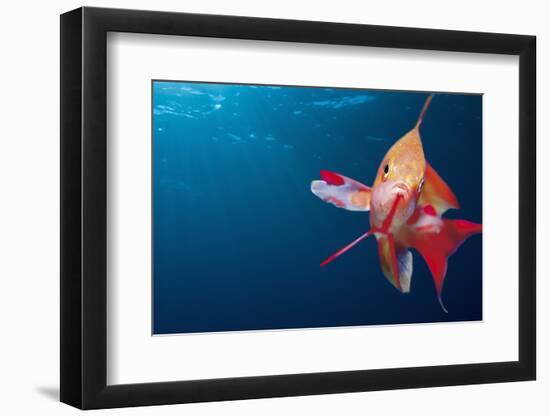 Lytretail Fairy Basslet (Pseudanthias Squamipinnis) Marsa Alam, Red Sea, Egypt-Reinhard Dirscherl-Framed Photographic Print