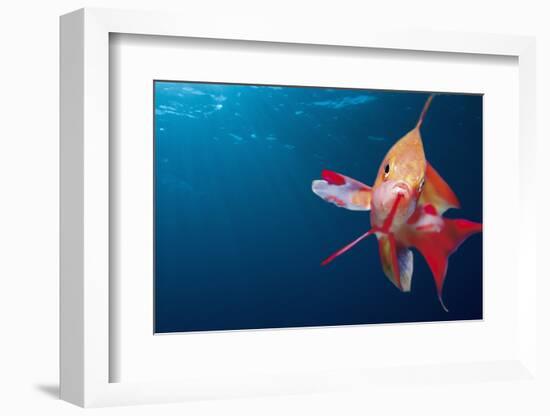 Lytretail Fairy Basslet (Pseudanthias Squamipinnis) Marsa Alam, Red Sea, Egypt-Reinhard Dirscherl-Framed Photographic Print