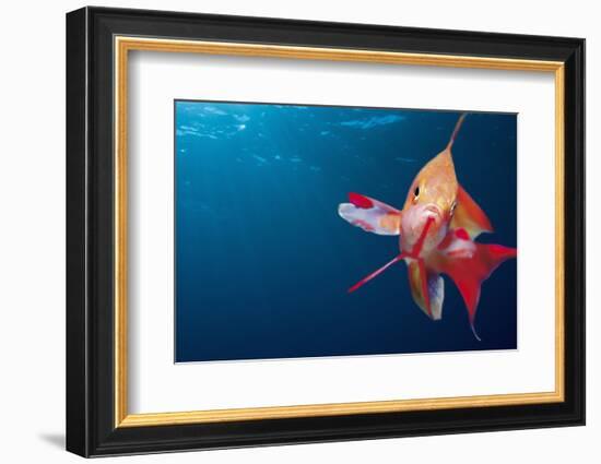 Lytretail Fairy Basslet (Pseudanthias Squamipinnis) Marsa Alam, Red Sea, Egypt-Reinhard Dirscherl-Framed Photographic Print