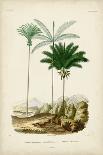 Antique Palm Collection III-M. Charles D'Orbigny-Art Print