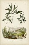 Antique Palm Collection III-M. Charles D'Orbigny-Art Print