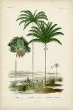 Antique Palm Collection VI-M. Charles D'Orbigny-Art Print