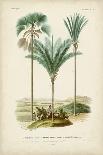 Antique Palm Collection VII-M. Charles D'Orbigny-Art Print